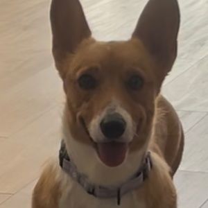 Meet your Posher, Alexa